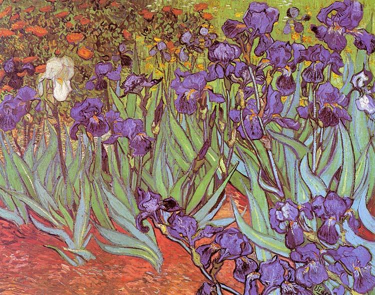Vincent Van Gogh Irises Spain oil painting art